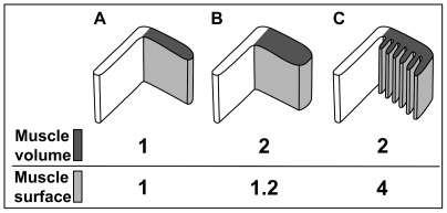 echinoidea diagram