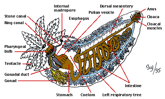 echinoidea diagram