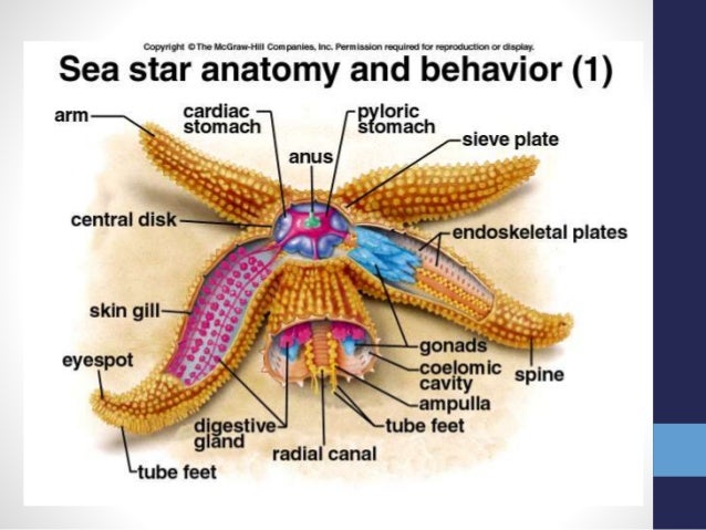 echinoidea diagram