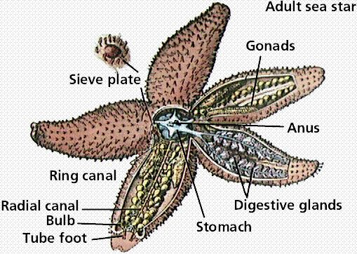 echinoidea diagram