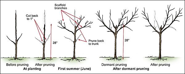 how to prune a nectarine tree diagram how to prune a nectarine tree diagram