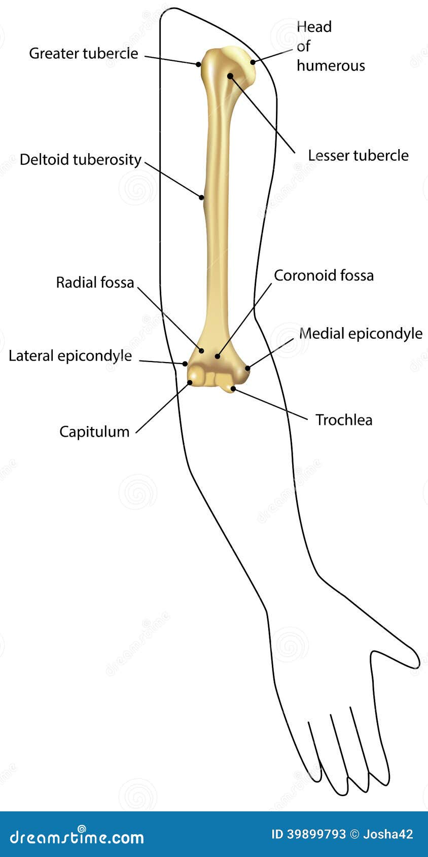 humerus diagram unlabeled