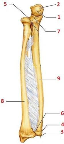 humerus diagram unlabeled