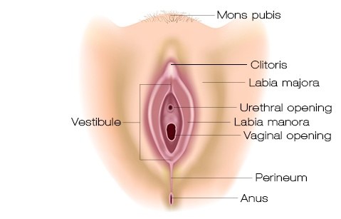 insert tampon diagram