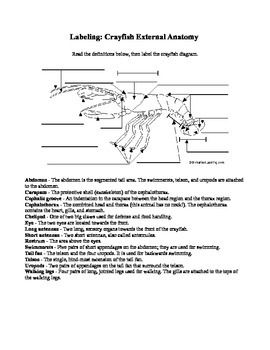labeled diagram of a crayfish labeled diagram of a crayfish