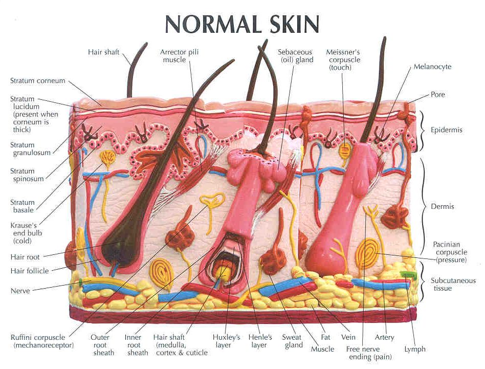 labeled hair follicle diagram labeled hair follicle diagram