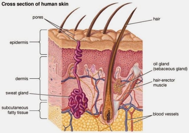 labeled hair follicle diagram labeled hair follicle diagram