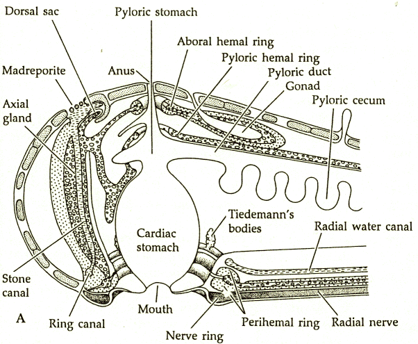 labeled starfish diagram