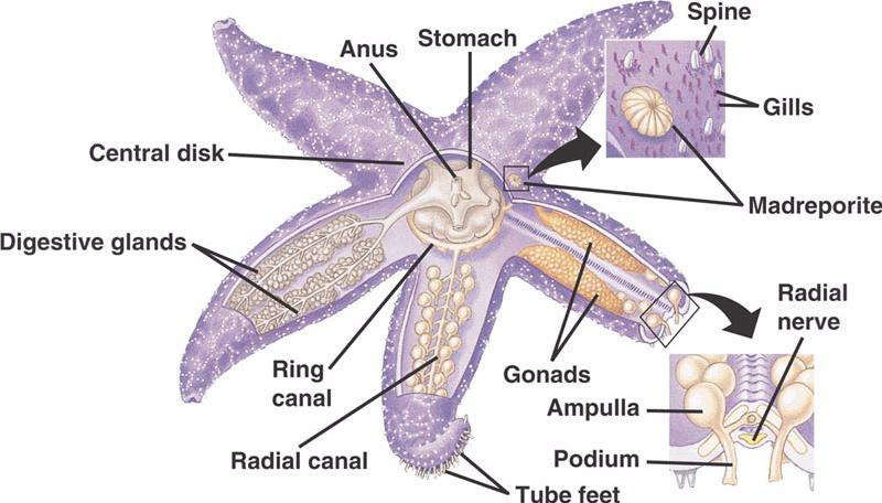 labeled starfish diagram