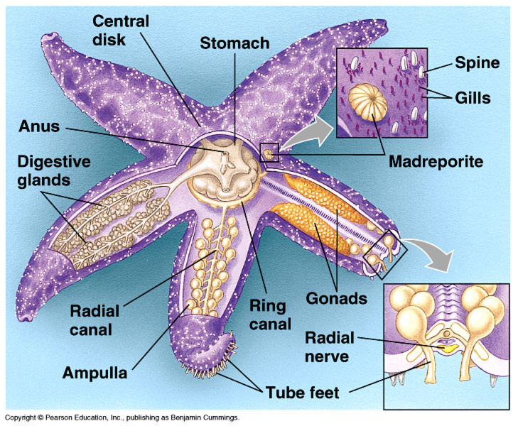 labeled starfish diagram