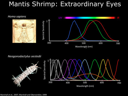 mantis shrimp eye diagram