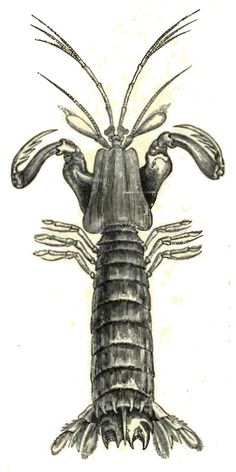 mantis shrimp eye diagram