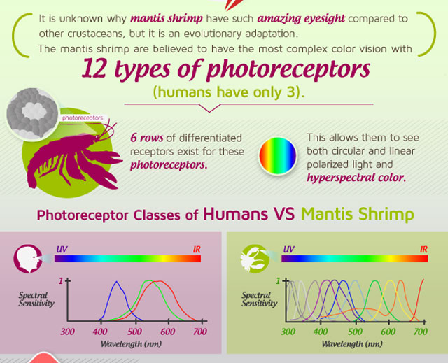 Mantis Shrimp Eye Diagram