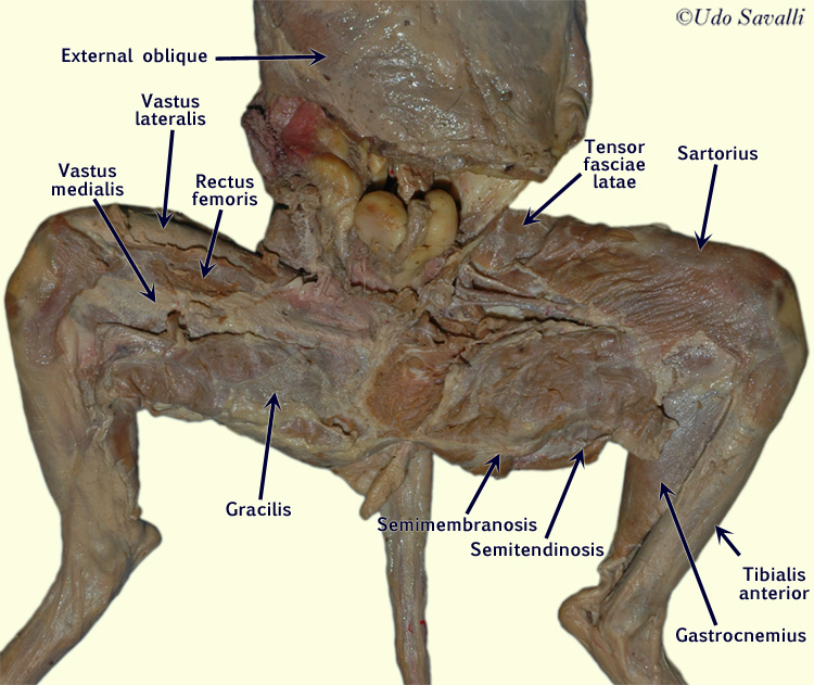 mink muscles diagram