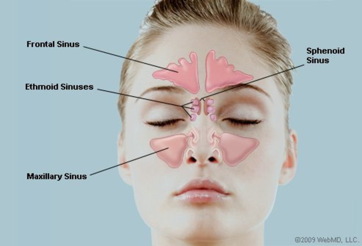 neti pot diagram neti pot diagram