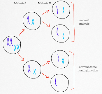 nondisjunction diagram