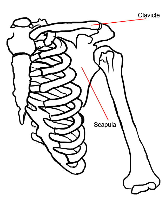 pectoral girdle blank diagram