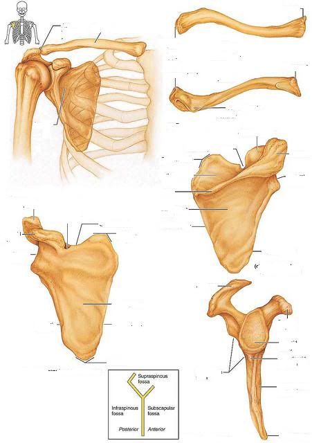 pectoral girdle blank diagram