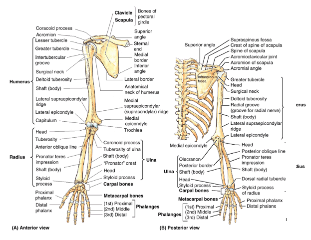pectoral girdle blank diagram
