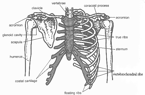 pectoral girdle blank diagram