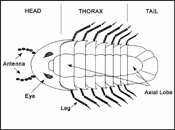 pillbug diagram