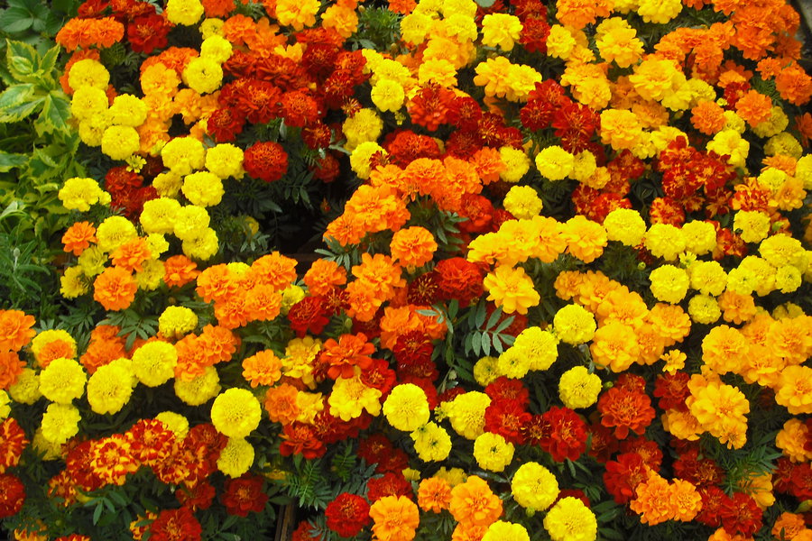 plot diagram for marigolds by eugenia collier