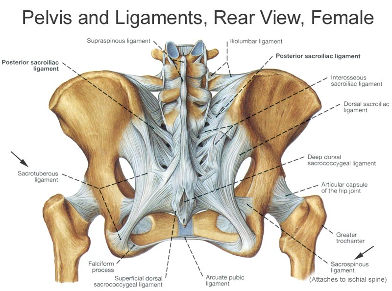 round ligament pain diagram