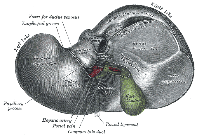 round ligament pain diagram
