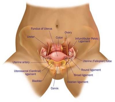 round ligament pain diagram