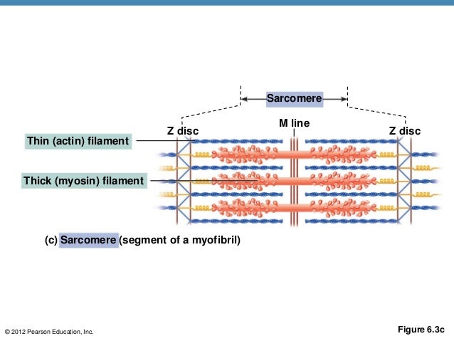 Sarcomere Diagram Labeled