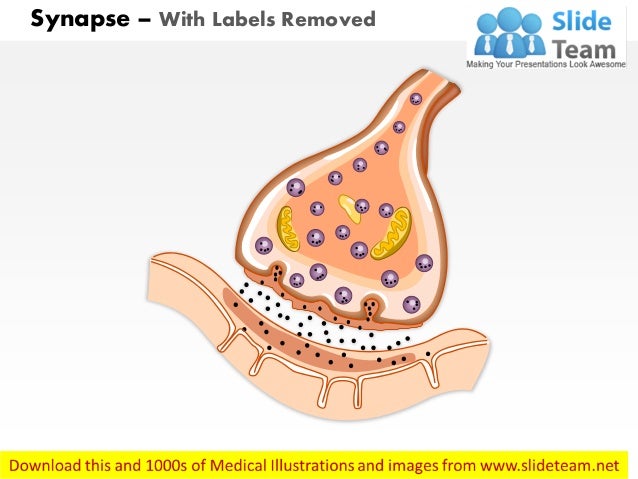 synapse diagram unlabeled synapse diagram unlabeled
