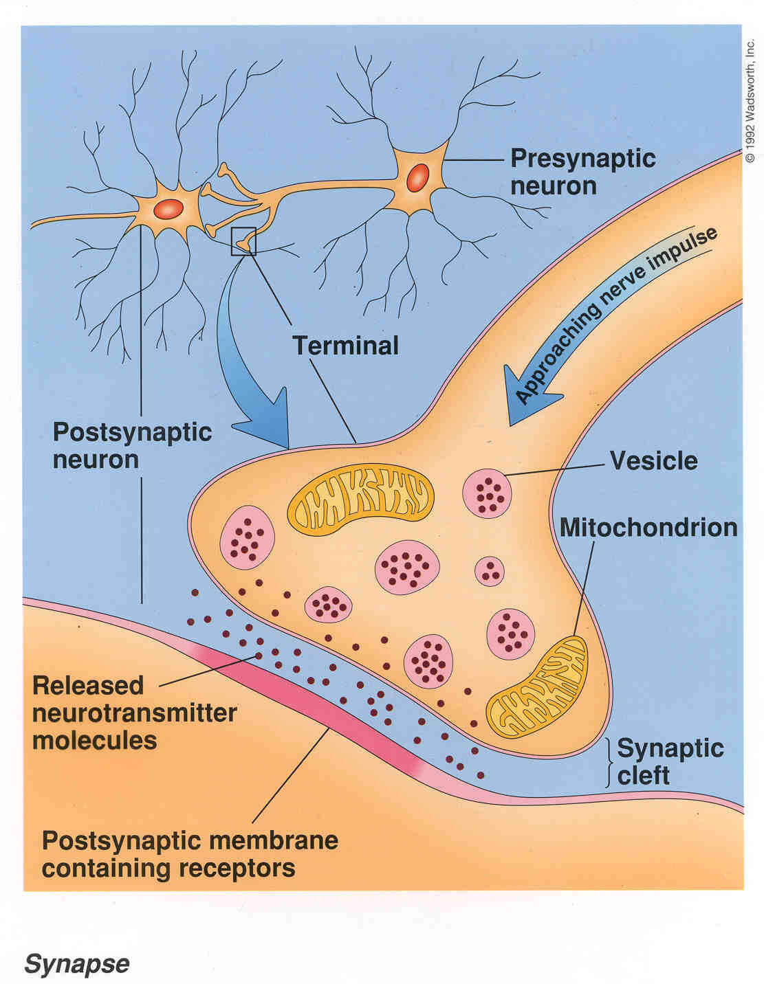 synapse diagram unlabeled synapse diagram unlabeled