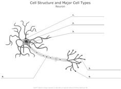 synapse diagram unlabeled synapse diagram unlabeled