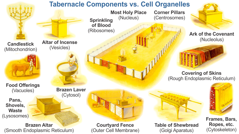 tabernacle in the wilderness diagram