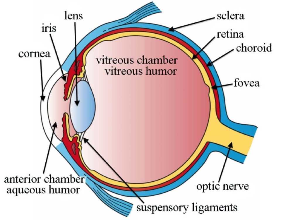 Anatomy of the Human Eye
