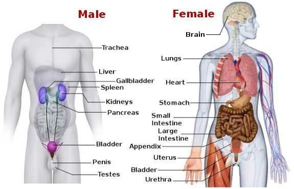 Human body diagram organs female
