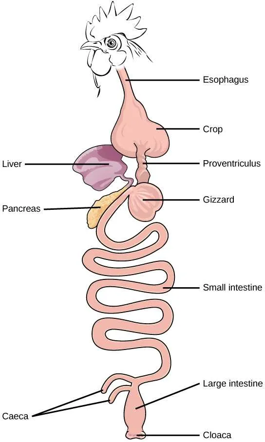avian digestive system diagram