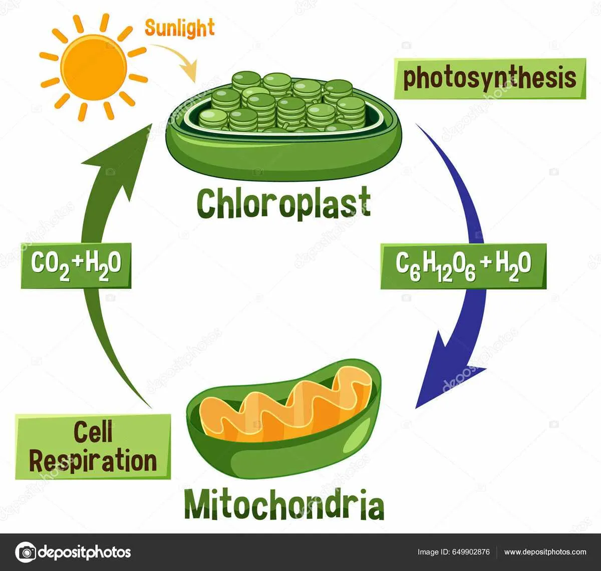 cellular respiration and photosynthesis venn diagram