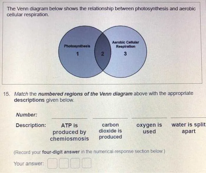 cellular respiration and photosynthesis venn diagram