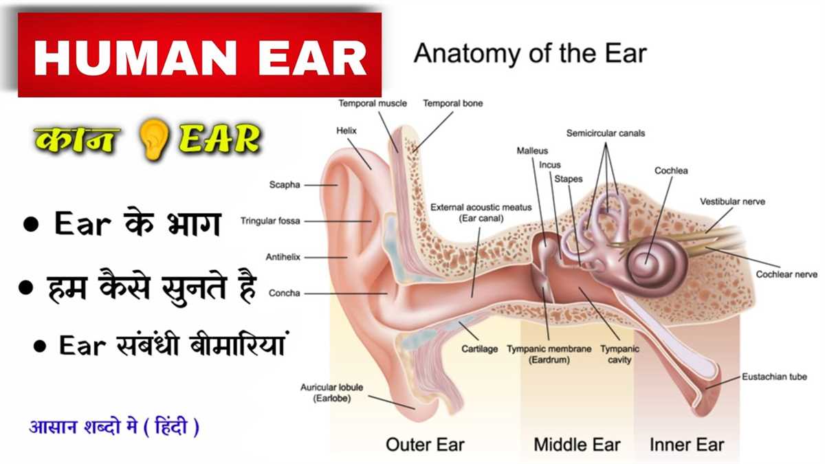 Annotated illustration of the ear's intricate anatomy Detailed ear diagram labeled