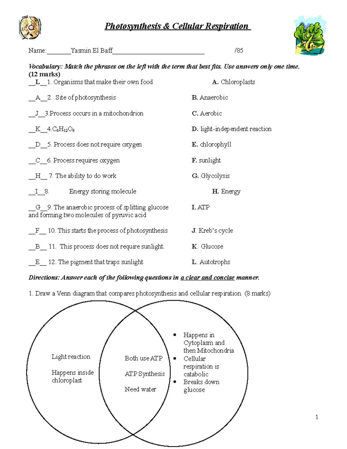 venn diagram photosynthesis and cellular respiration venn diagram photosynthesis and cellular respiration