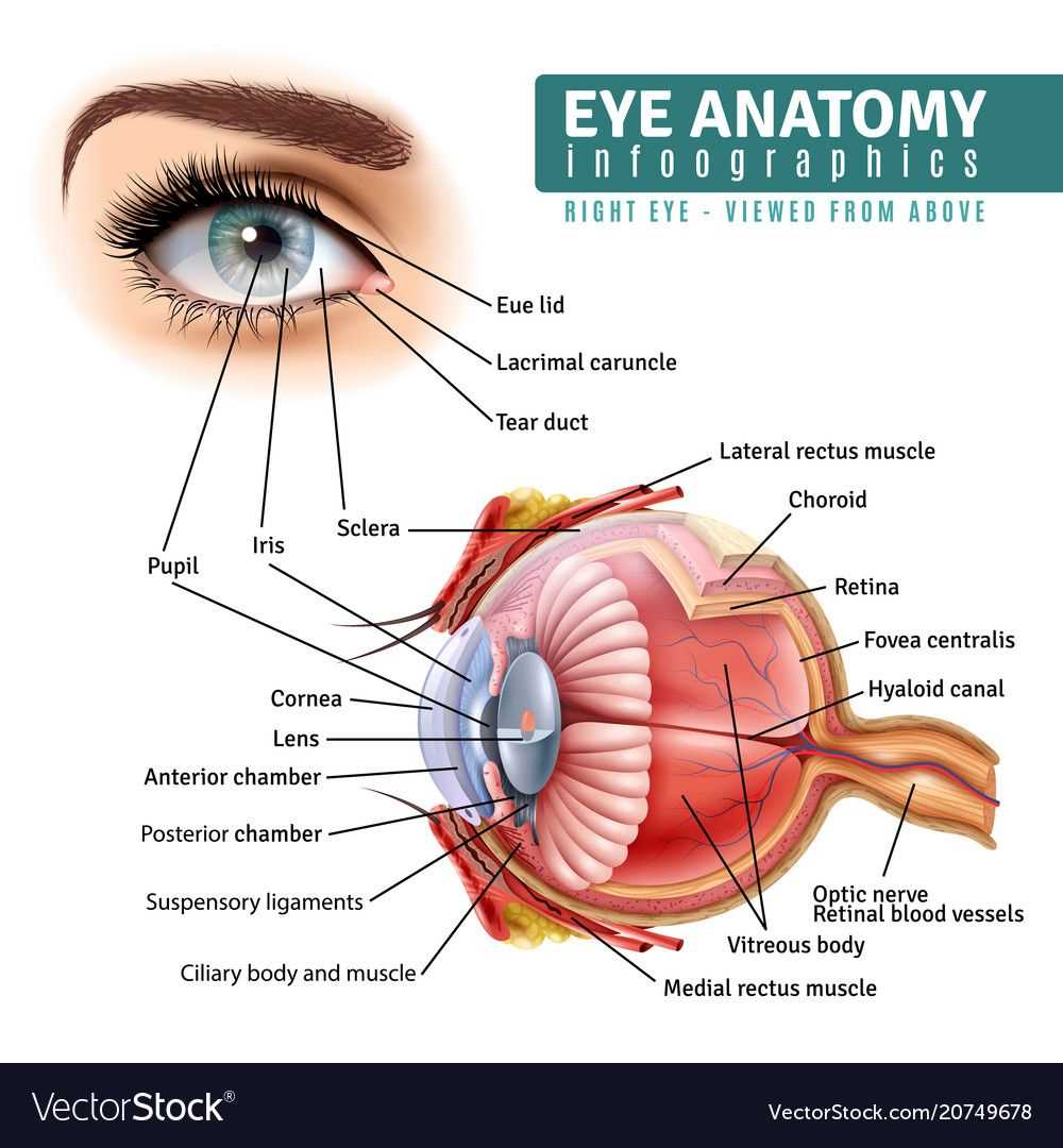 Understanding the Human Eye: Diagram and Labels Explained