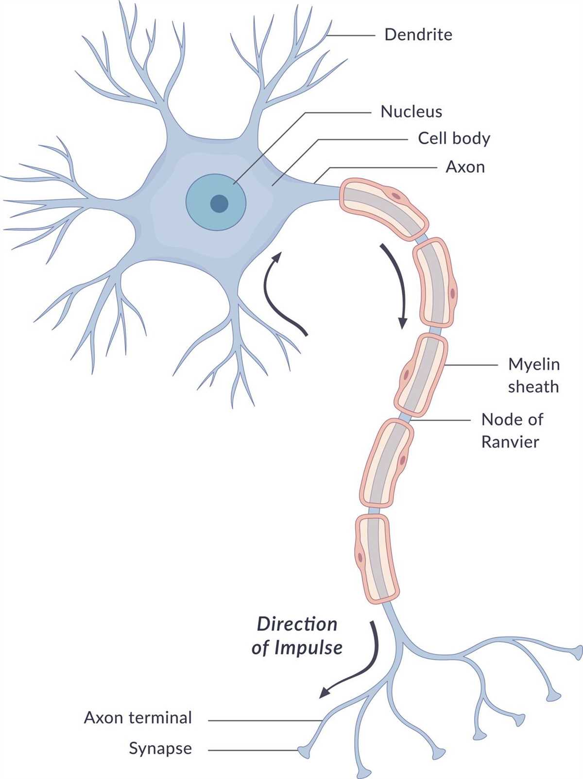 What is a Human Neuron?