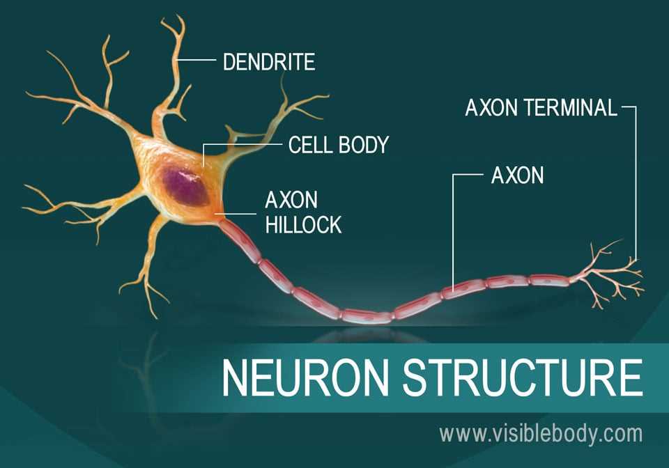 Human neuron diagram
