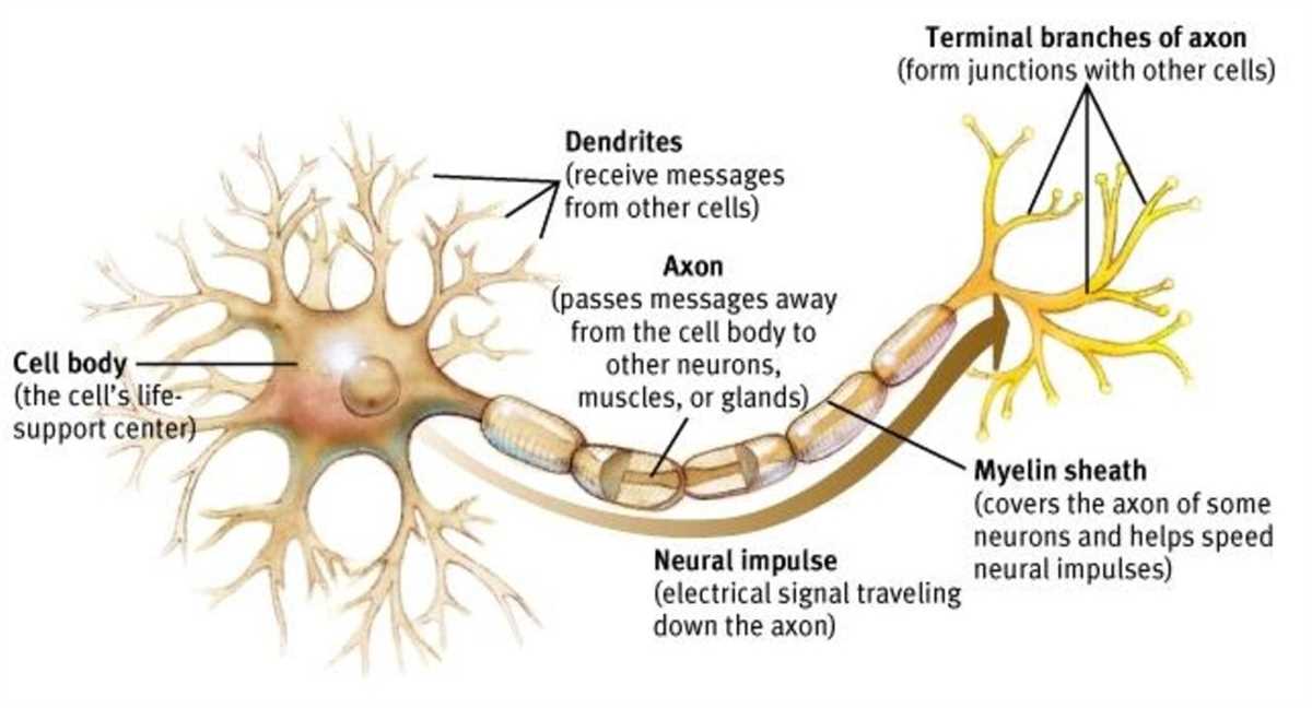 The Role of Neurons in the Nervous System