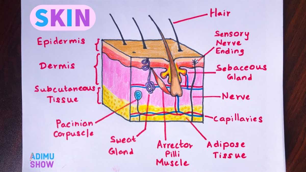 What is the integumentary system?