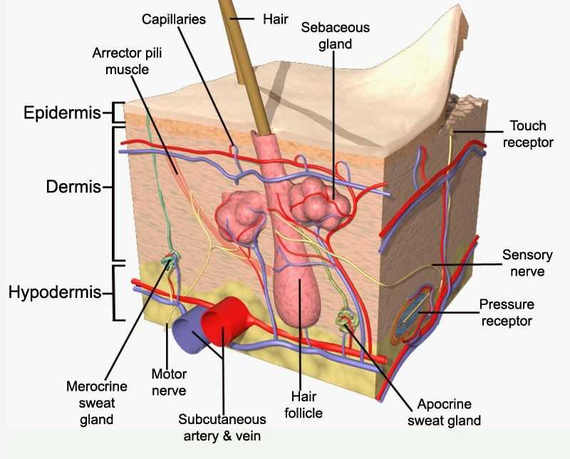 Integumentary system body diagram