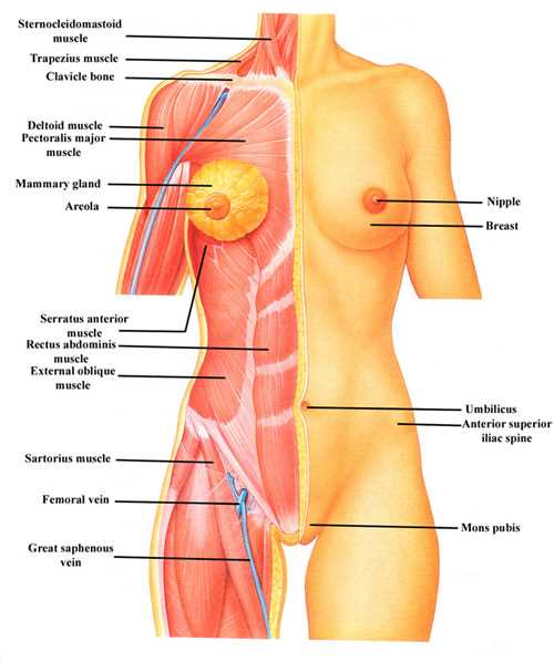 Functions and Importance of the Integumentary System