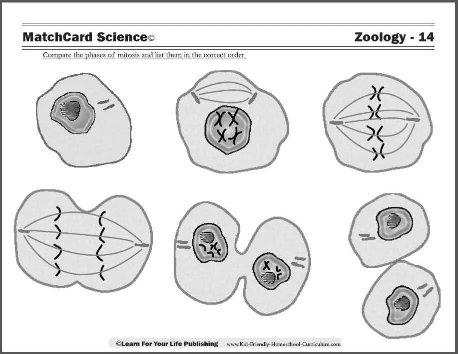 mitosis worksheet and diagram identification