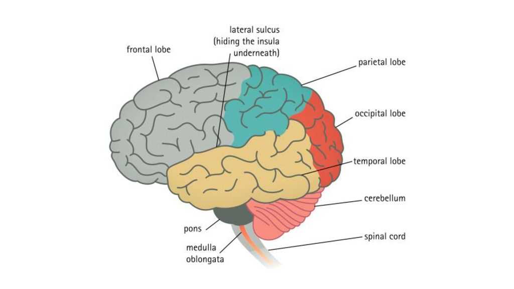 The Ultimate Guide to Understanding Brain Diagram and Labels
